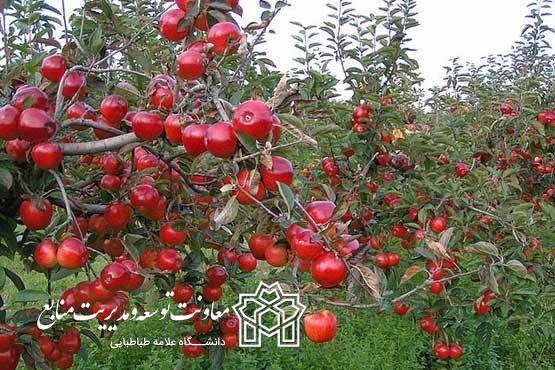 مزایده اجاره زمین مزروعی دانشگاه علامه طباطبائی در مهر شهر کرج